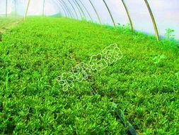 汴梁菊花園藝造型 五色草種苗的藝術與種植之道