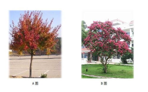 食品廠及園藝種植區域的綠化樹木種植策略 有效減少蟲害指南