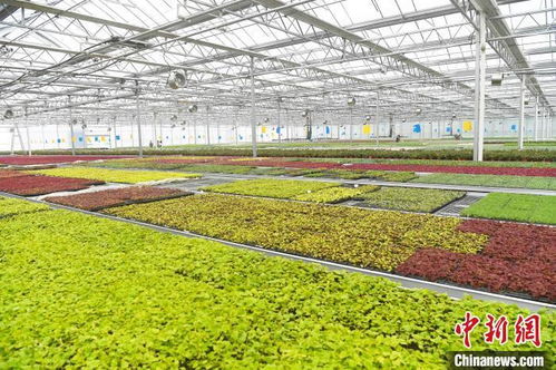 重慶智慧種苗工廠早春育苗忙 現代園藝產品種植掀熱潮