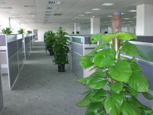 石巖平安樹基地 專注發財樹與園藝產品種植的綠色產業探索