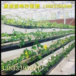 立體種植新風尚 草莓槽開啟高效園藝之旅