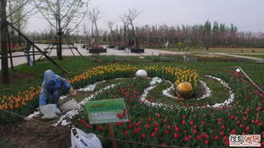 郁金香花園種植記 深入花草園藝與產品種植的奇妙之旅
