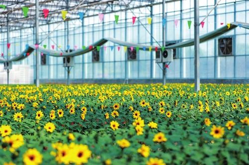 晉源區“三帶六園” 園藝產品種植鋪就高質量發展美麗畫卷