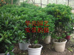 綠化天使 廣漢華亮園藝種植場打造綠色生活新典范