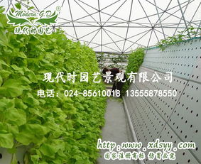 沈陽智慧農業新篇章 無土栽培與蔬菜水培的現代園藝實踐