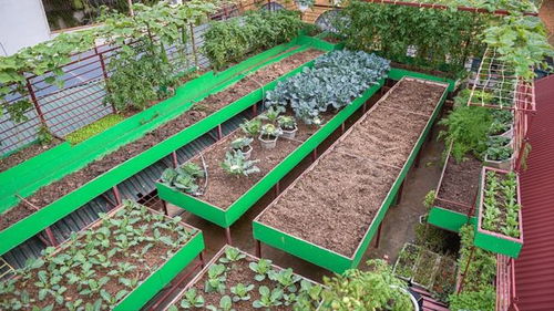 十噸泥土與父愛的重量 一位父親打造露臺菜園改造園藝體驗