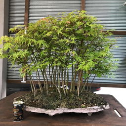 探秘櫻花國 如何以性價比購入日本本土優質園藝產品